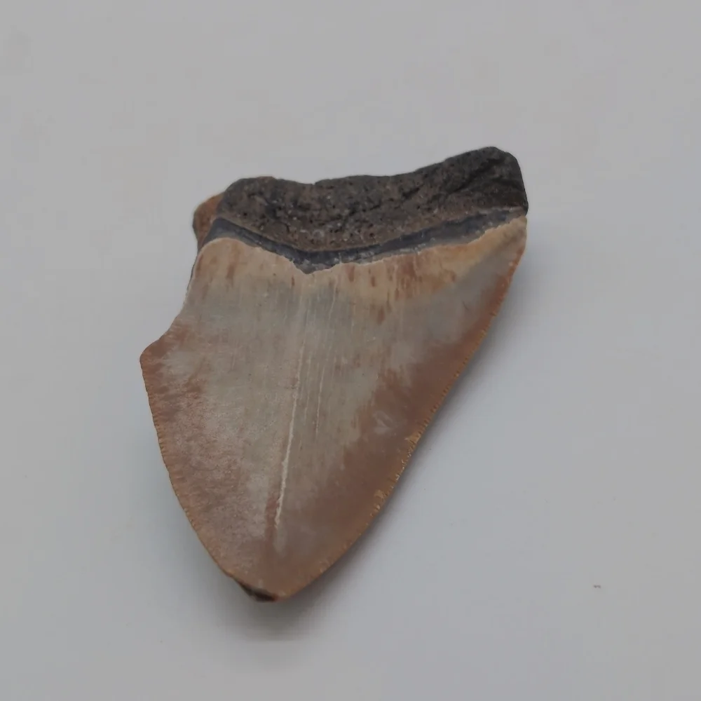 Real Otodus Megalodon Fossilized Shark Tooth 3 In Beautiful Colors
